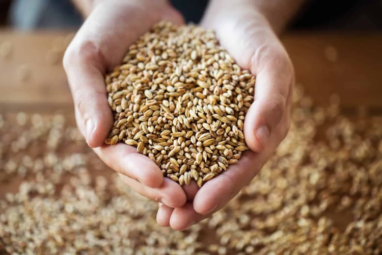 Imagem relacionada a notícia Atividade rural: quantidade de produção e a caracterização do segurado especial