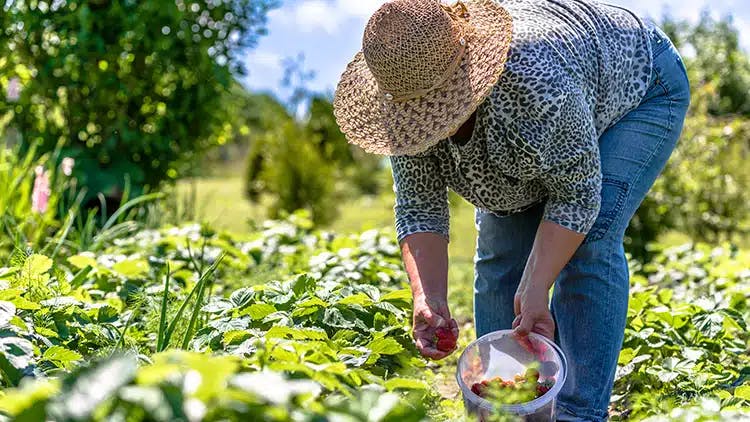 Senado aprova auxílio para agricultores familiares afetados pela pandemia da Covid-19