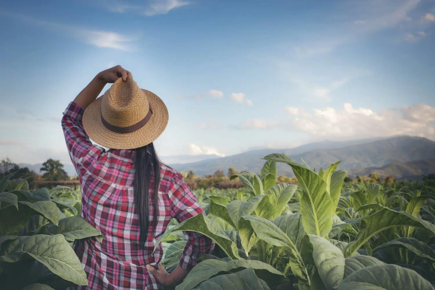 TRF1: Mulher não tem direito à aposentadoria rural devido a residência urbana e cargo público do cônjuge