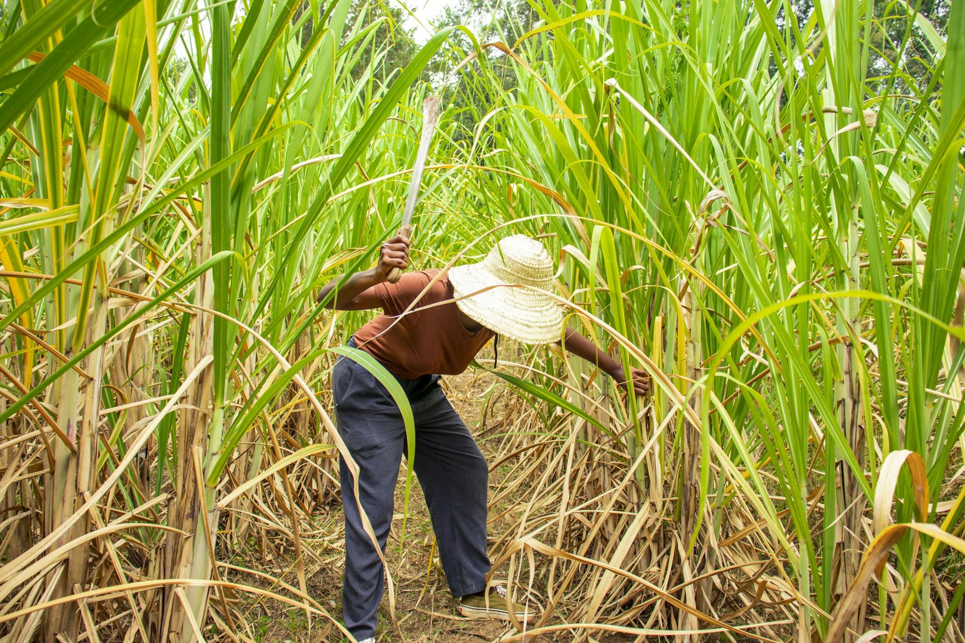 mulher trabalhando na lavoura de cana-de-açúcar