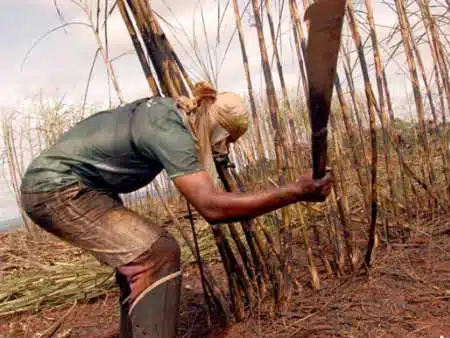 Cortador de cana-de-açúcar
