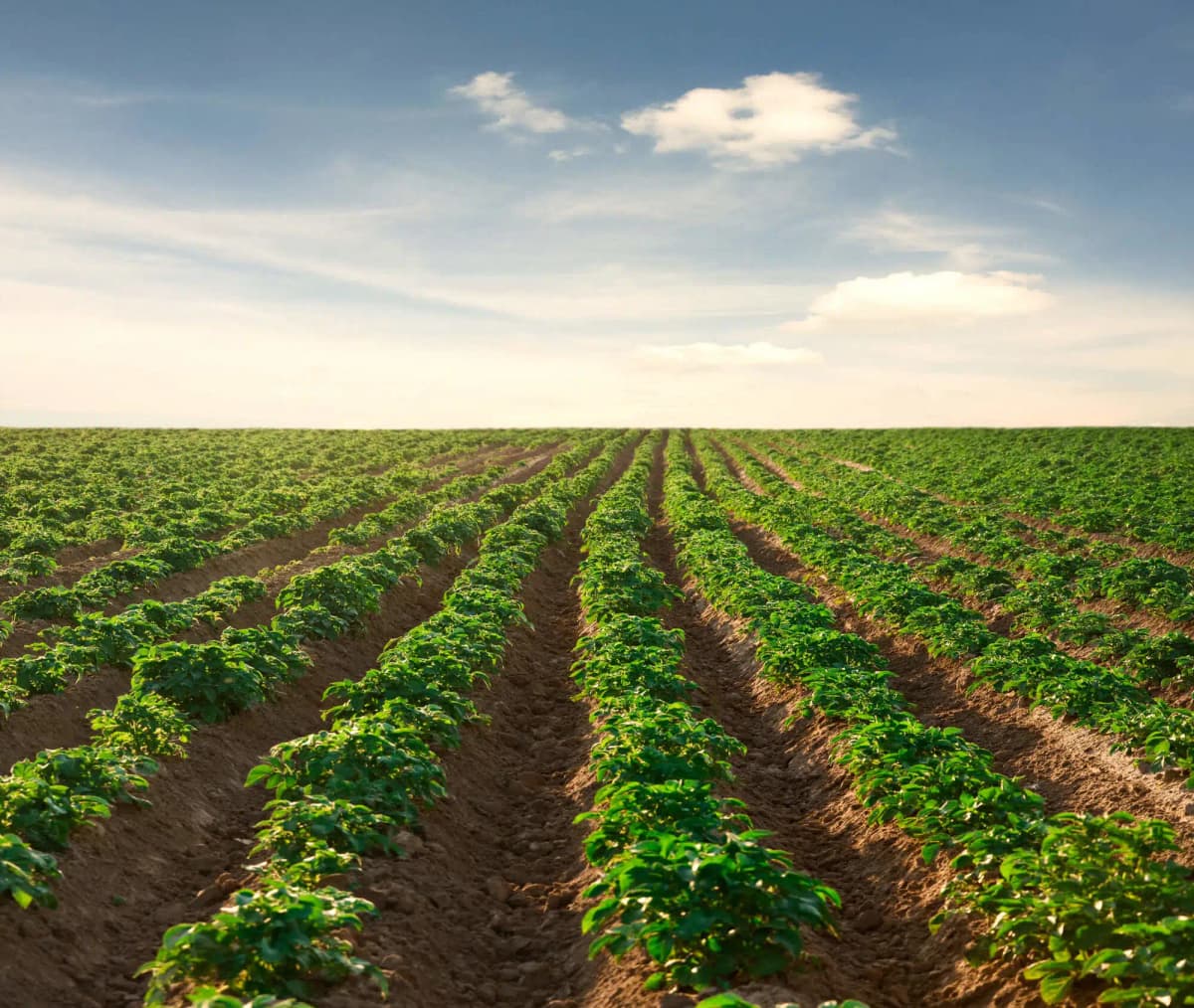 Atividade rural: tamanho da terra e a caracterização do segurado especial