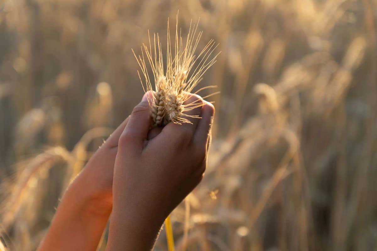 salário-maternidade para trabalhadora rural menor de idade