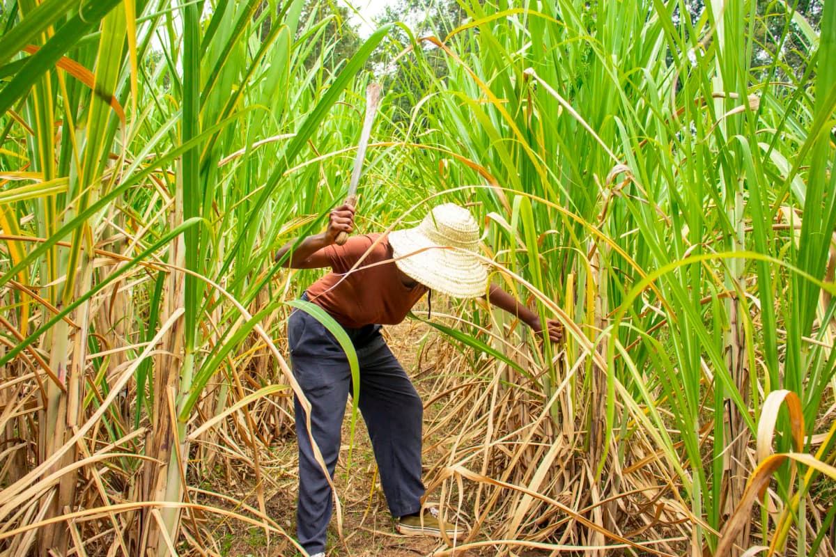 Trabalho em lavoura de cana-de-açúcar é reconhecido como especial e garante aposentadoria