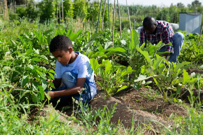 A comprovação do trabalho rural na infância para fins previdenciários