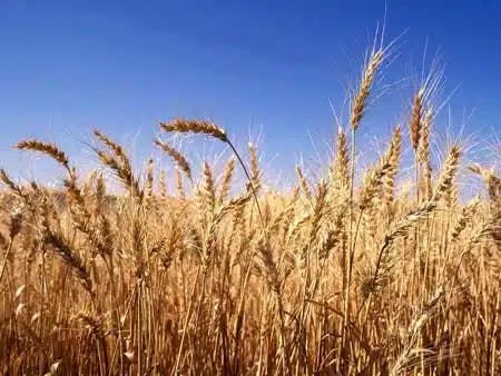 plantacao-trigo-rural-agricultura