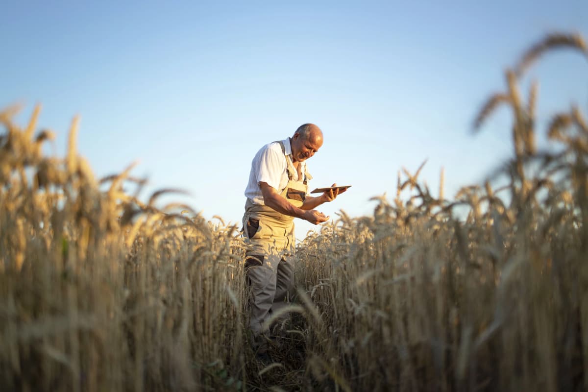 A descontinuidade do trabalho rural é permitida?
